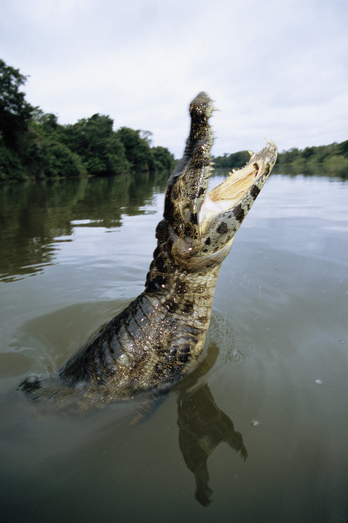 Detail of Caiman Emerging from River by Anonymous