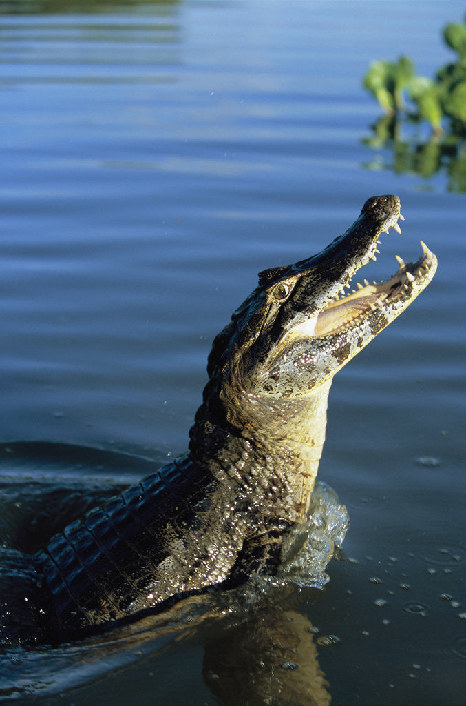 Detail of Caiman Emerging from River by Corbis