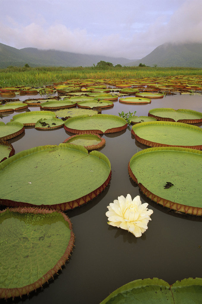 Detail of Water Lilies on the Pantanal Wetlands by Corbis