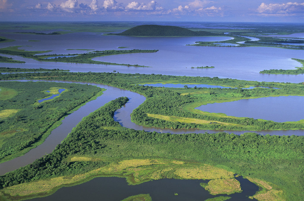 Detail of Pantanal Wetlands by Anonymous