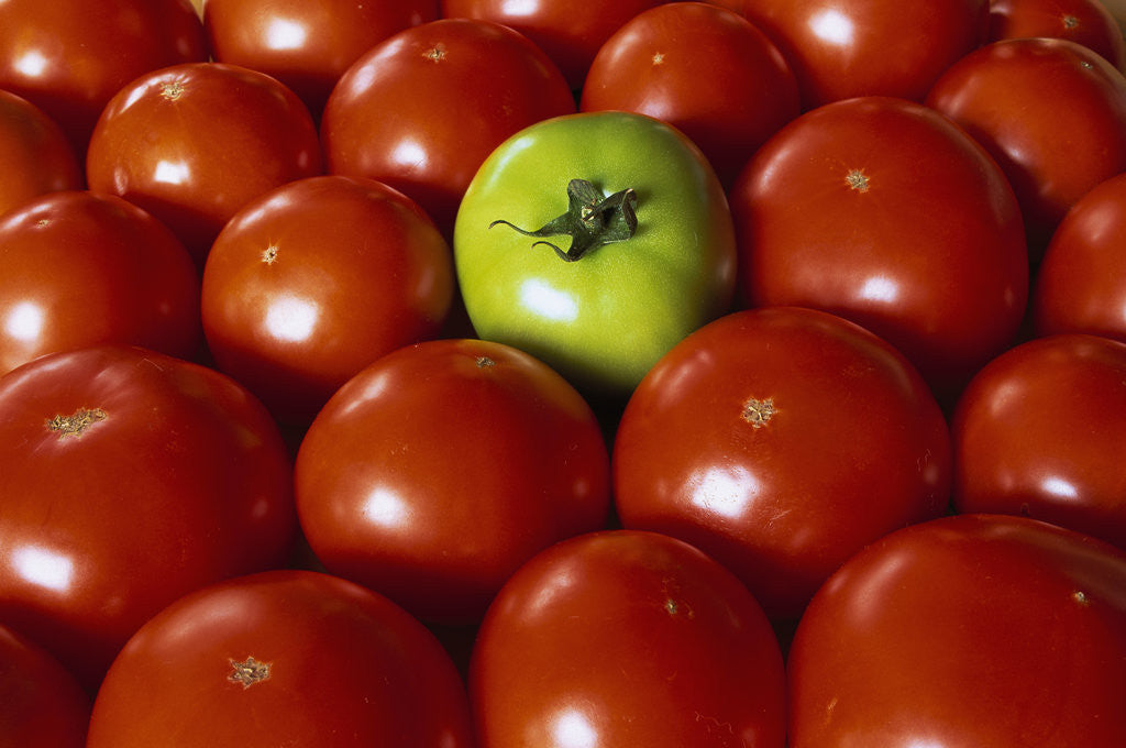 Detail of Freshly Harvested Organic Tomatoes by Anonymous