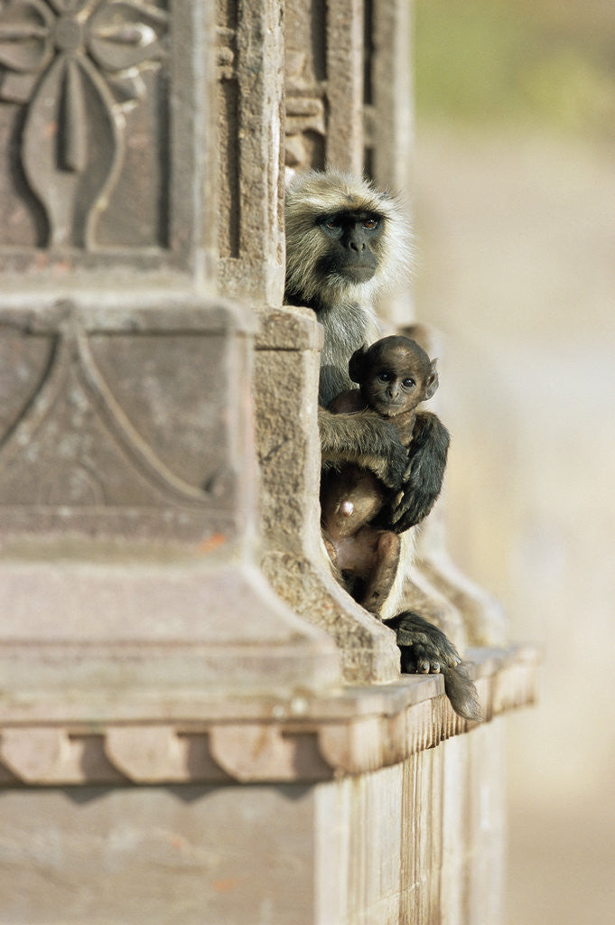 Detail of Gray Langur Monkey with Baby by Corbis