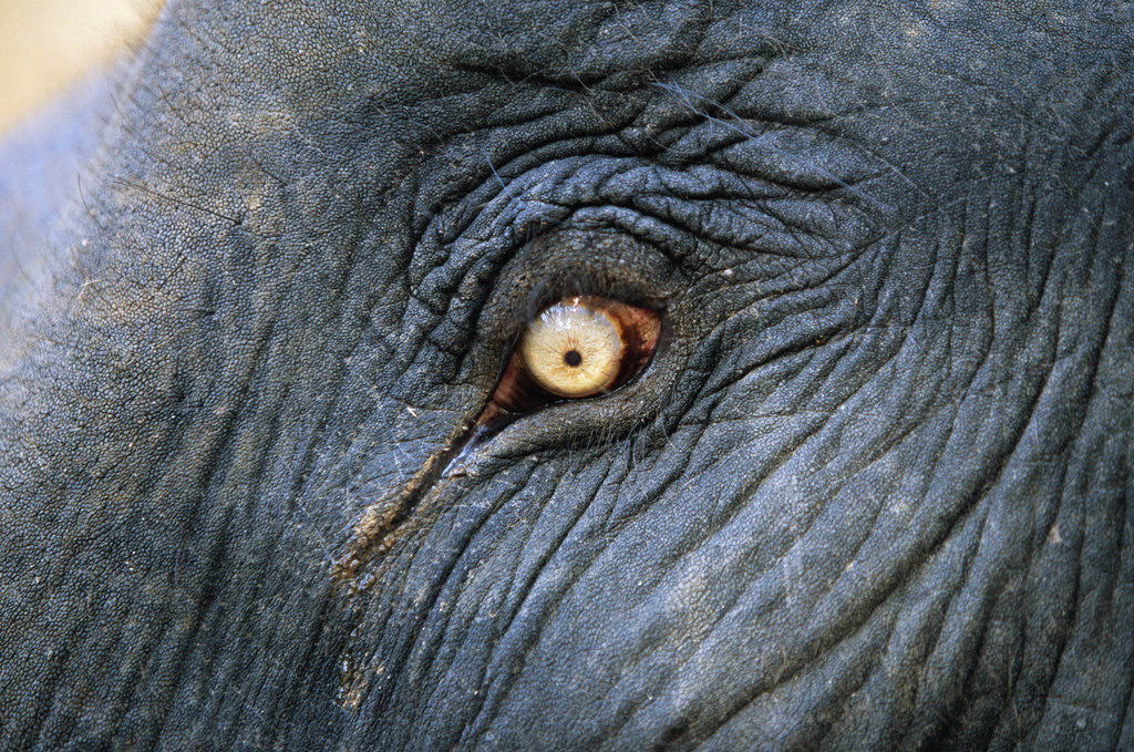 Detail of Close-Up View of Elephant's Eye by Anonymous