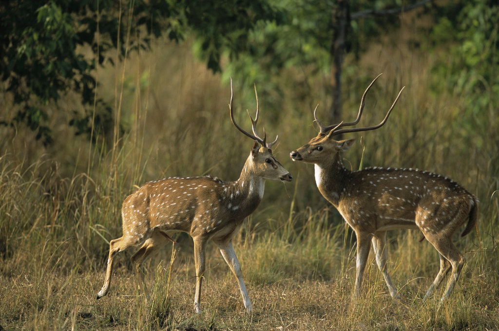 Detail of Chital Deer Bucks Fighting by Corbis