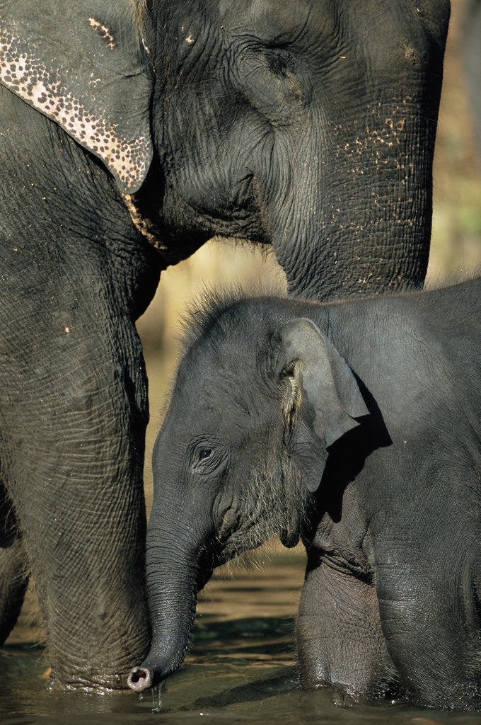 Detail of Baby Elephant with Young Calf by Anonymous