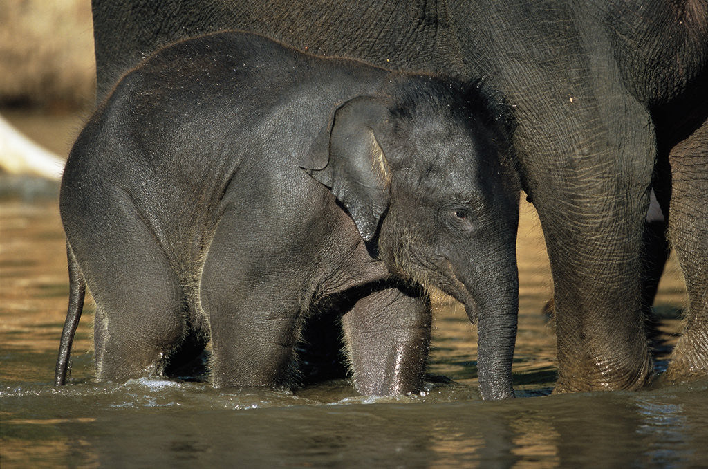 Detail of Baby Elephant with Young Calf by Anonymous