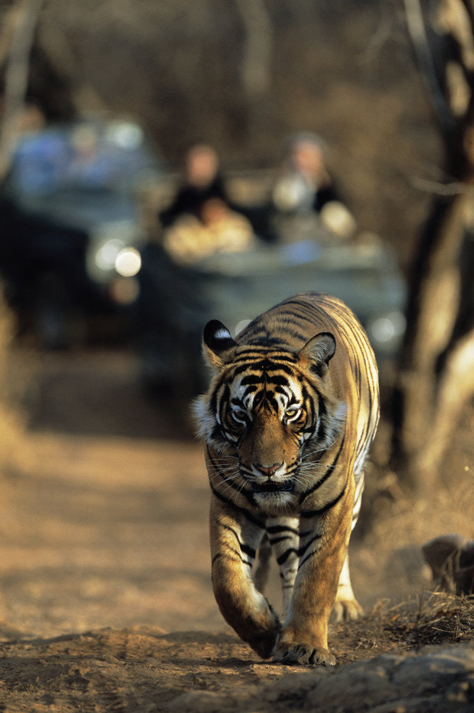 Detail of Bengal Tiger by Corbis