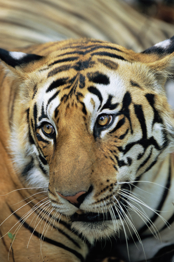 Detail of Bengal Tiger by Corbis
