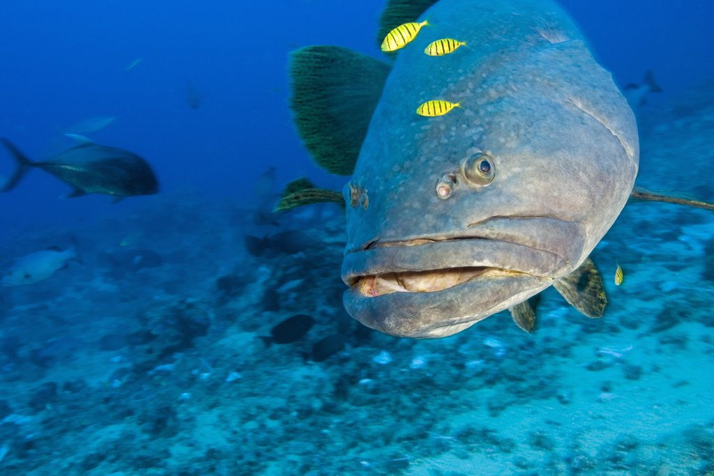 Detail of Queensland Grouper by Anonymous
