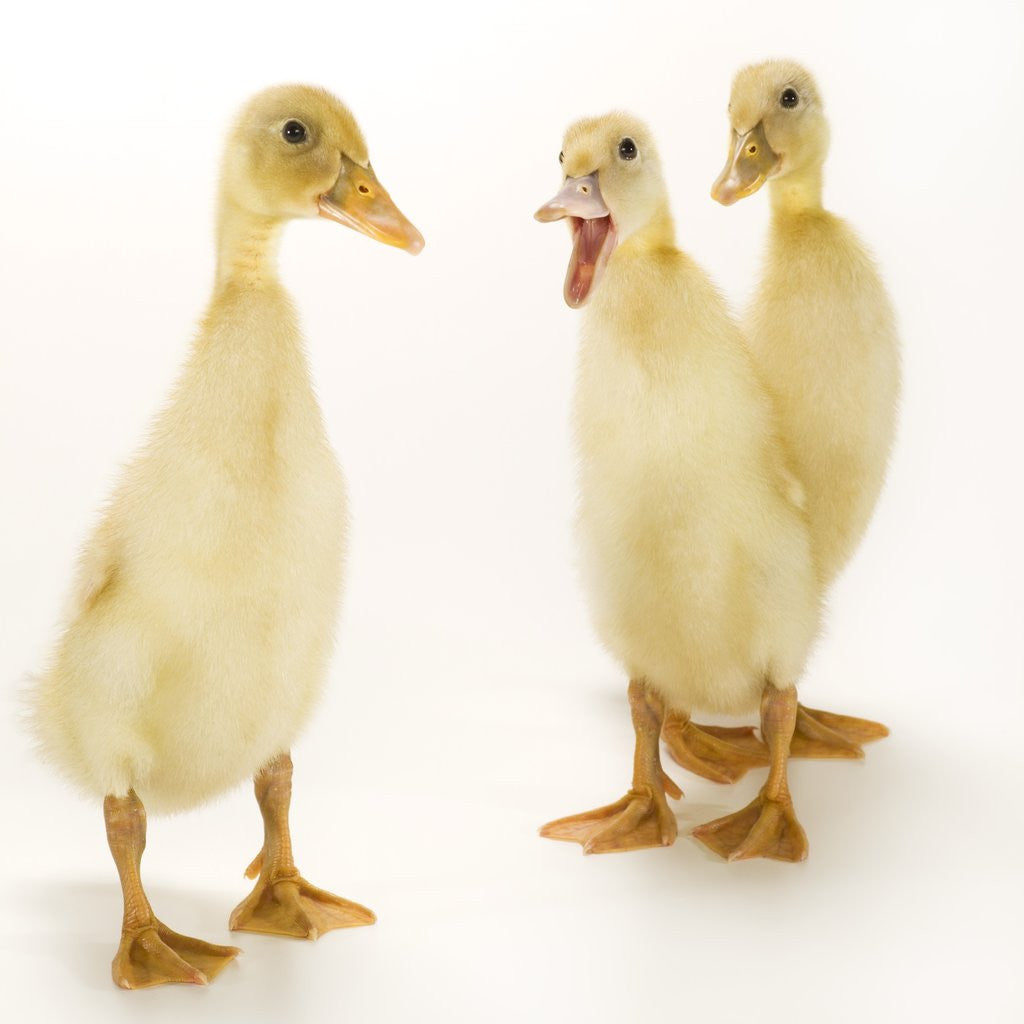 Detail of Indian Runner Ducklings by Anonymous