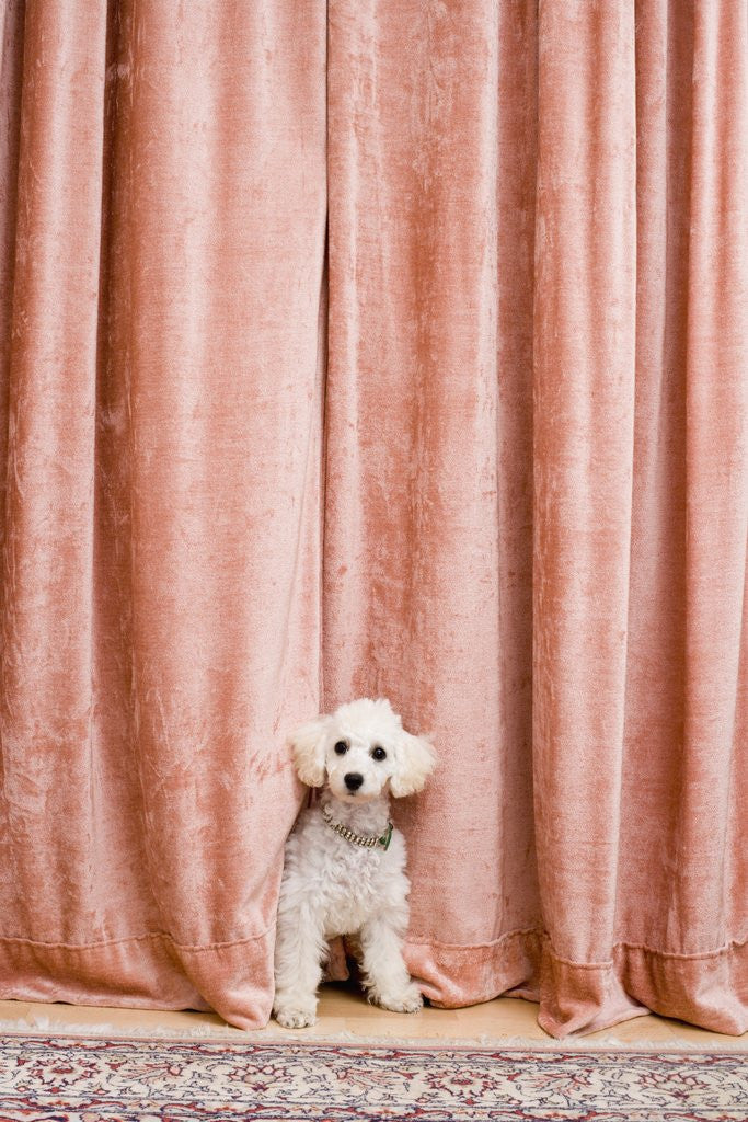 Detail of Poodle Looking from Behind Curtain by Anonymous