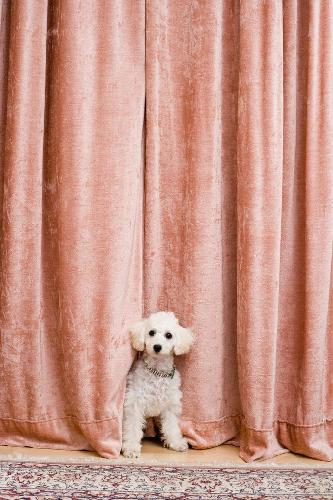 Detail of Poodle Looking from Behind Curtain by Corbis