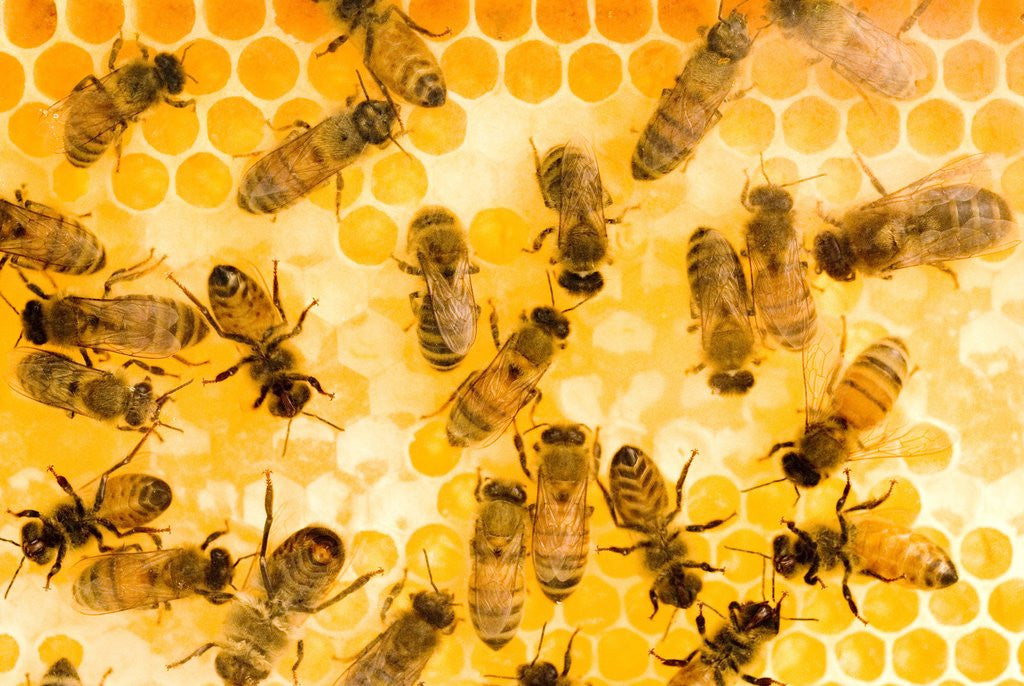 Detail of Busy Bees by Anonymous