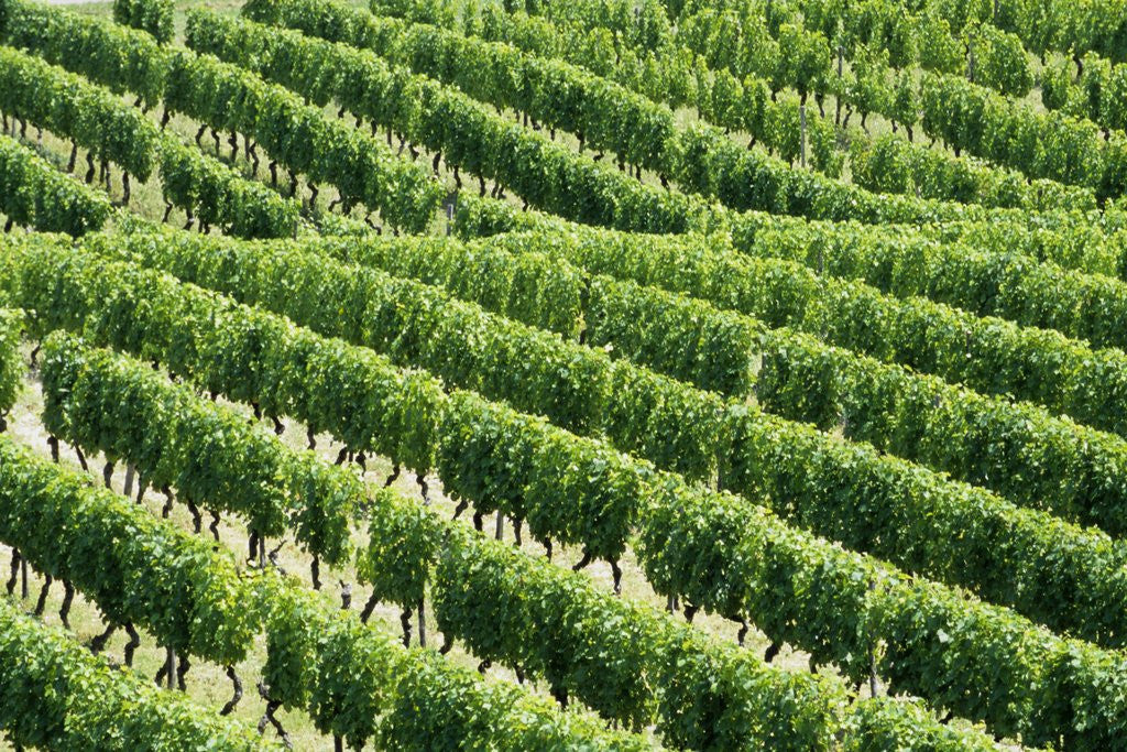 Detail of Vines in Vineyard by Anonymous
