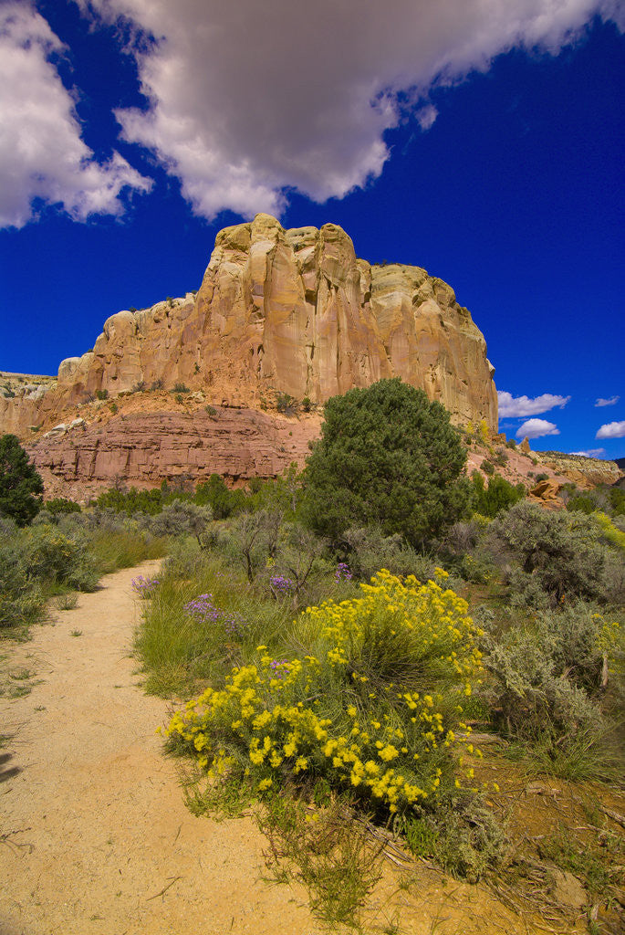 Detail of Box Canyon Trail at Abiquiu by Corbis
