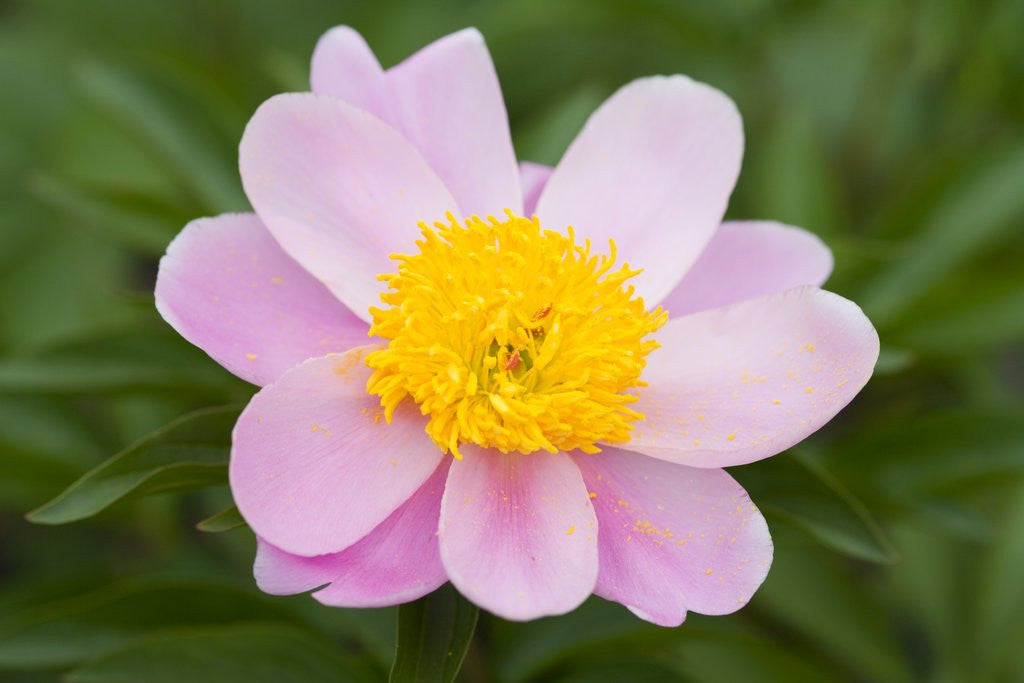 Detail of Close-up of Pink Peony by Corbis