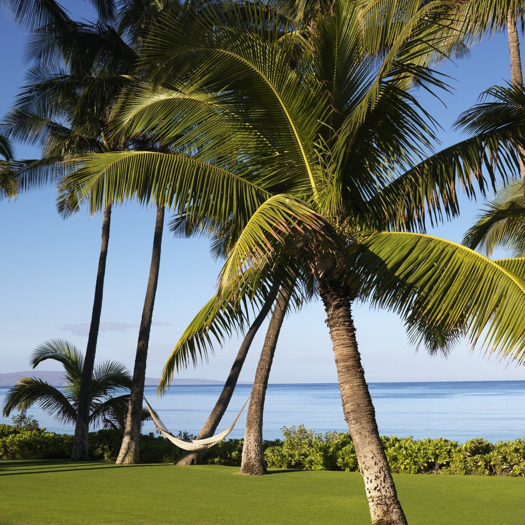 Detail of Hammock Between Two Palms by Anonymous
