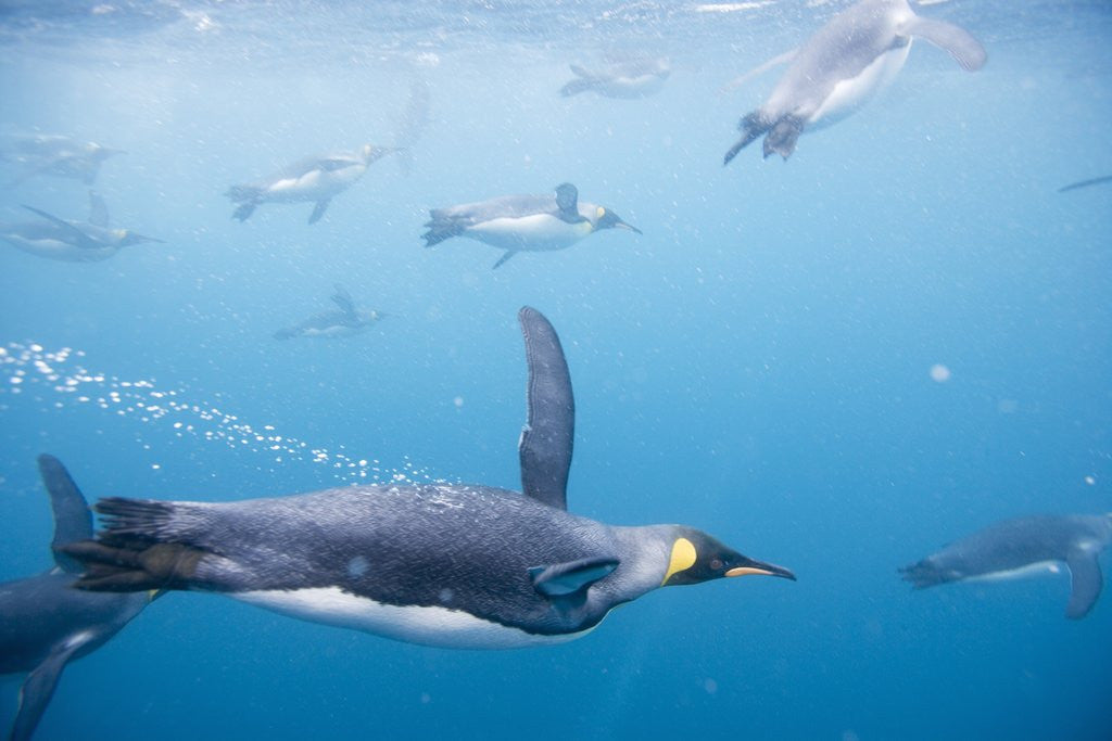 Detail of King Penguins Underwater by Corbis