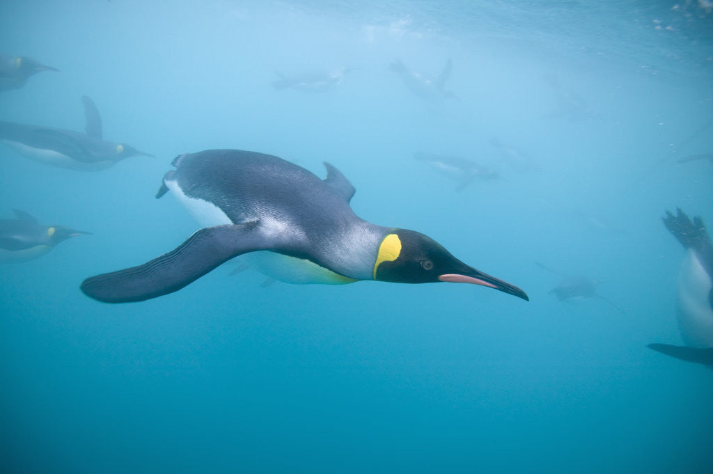 Detail of King Penguins Underwater by Anonymous