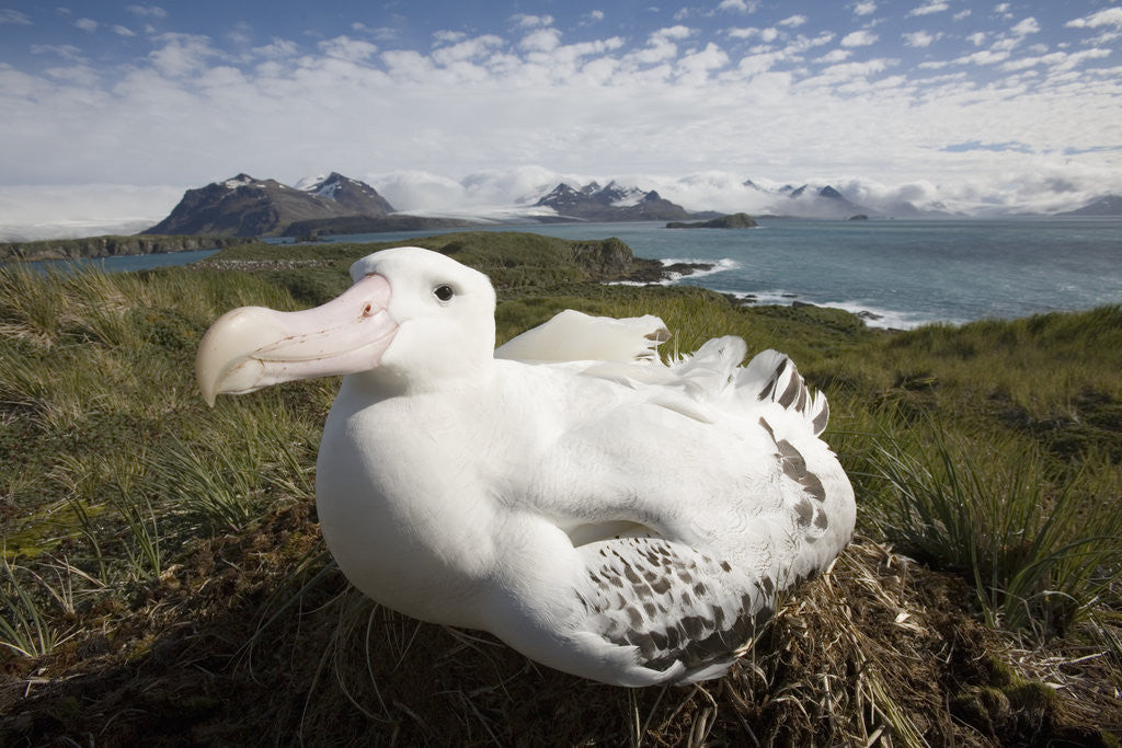 Detail of Wandering Albatross in Nest by Anonymous