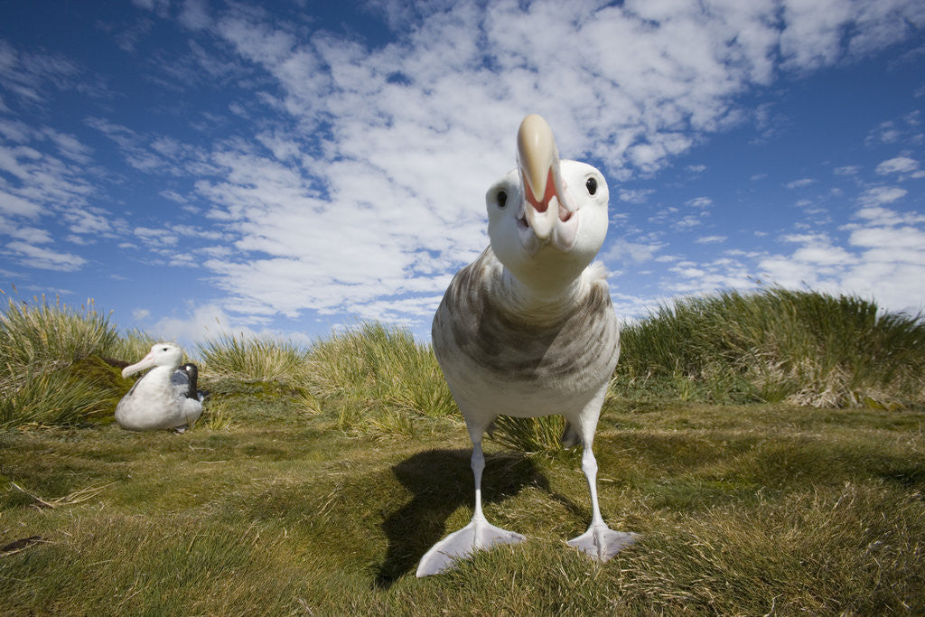 Detail of Wandering Albatrosses by Anonymous