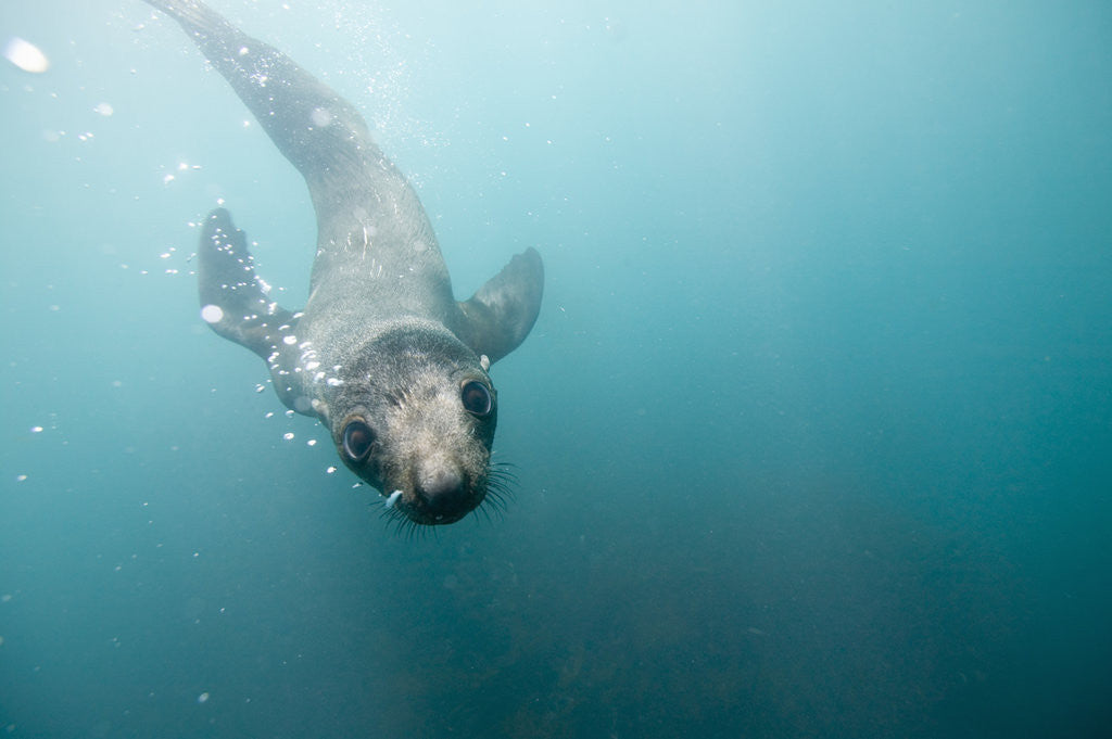 Detail of Swimming Antarctic Fur Seal by Corbis