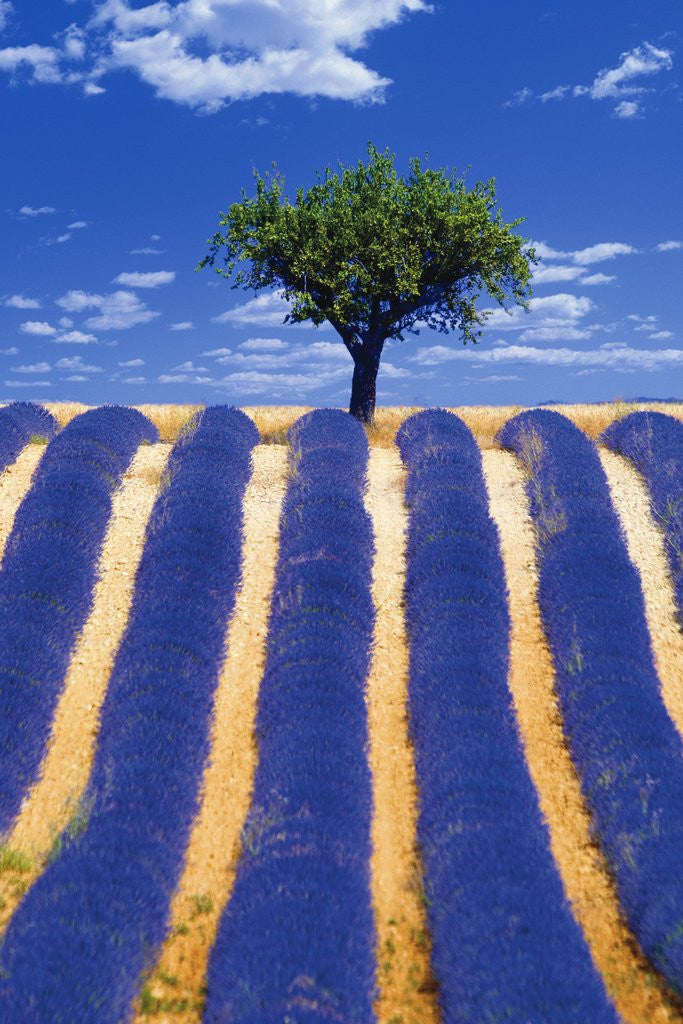 Detail of Lavender Field by Anonymous