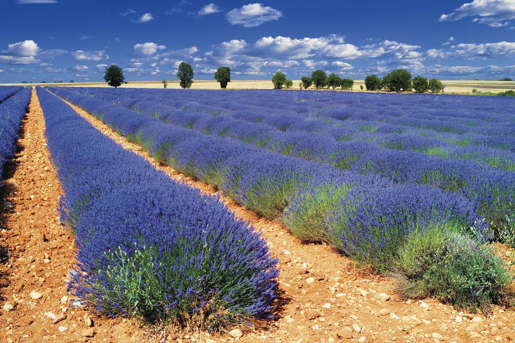 Lavender Field by Corbis