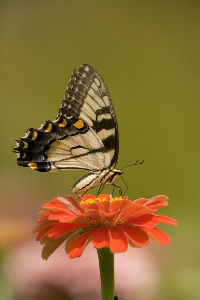 Detail of Butterfly by Anonymous