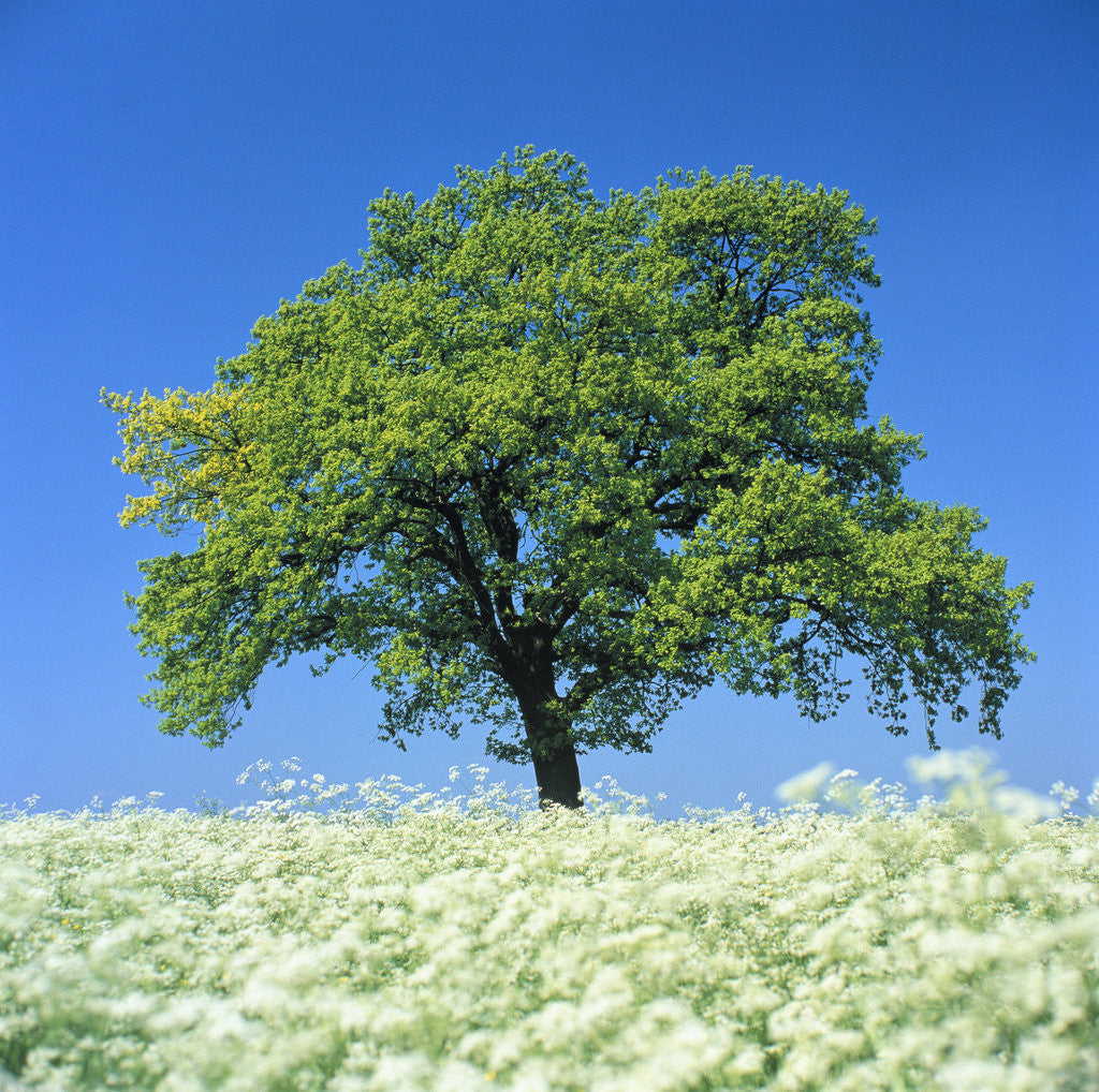 Detail of Oak Tree in Blossoming Chervil Meadow by Anonymous