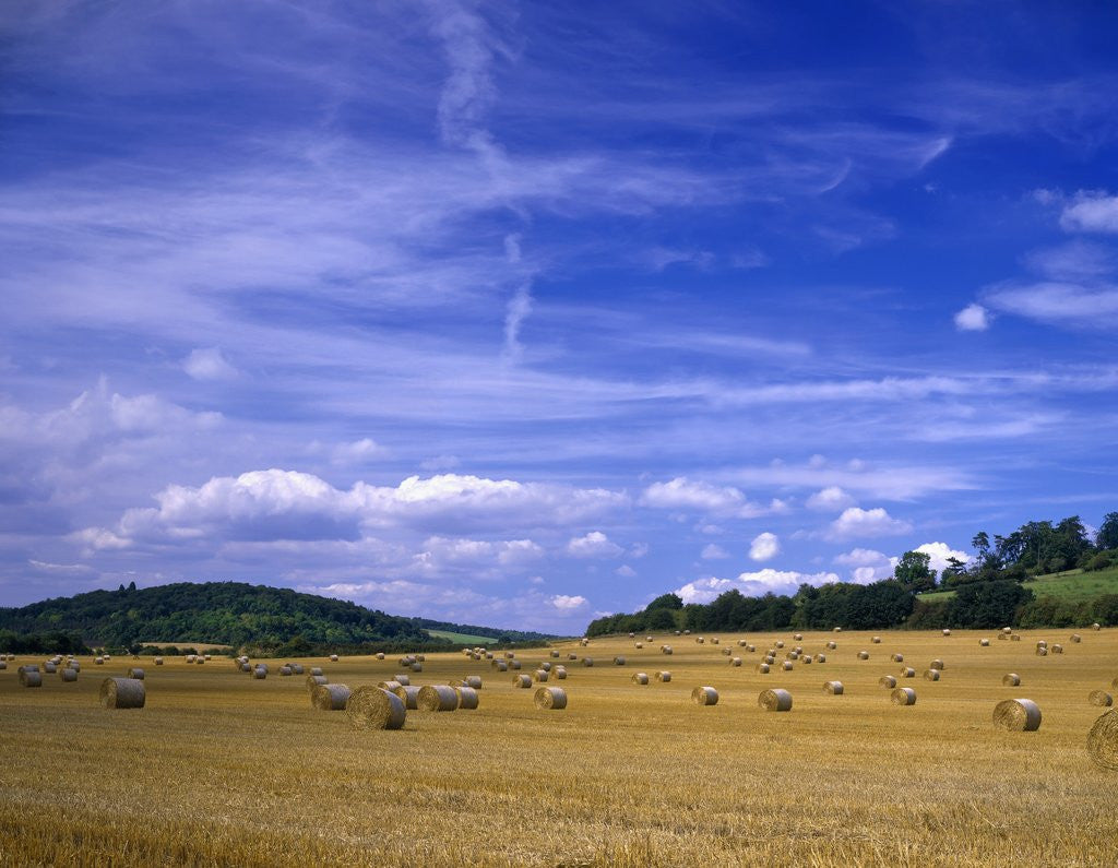 Detail of Rolls of Hay in Medmenham by Anonymous