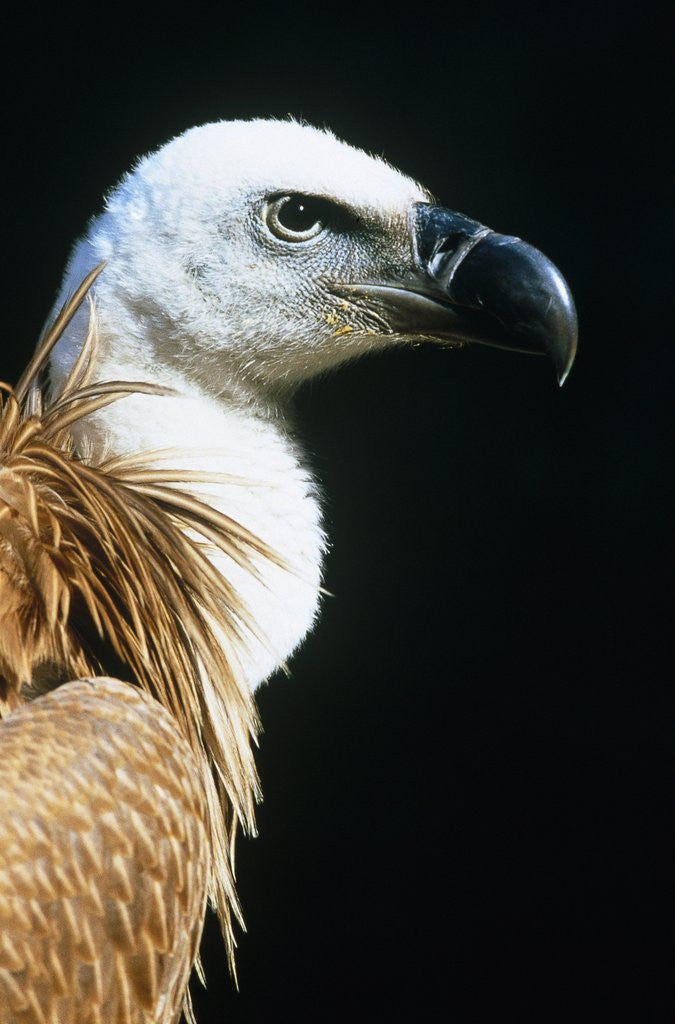 Detail of Proud Griffin by Anonymous
