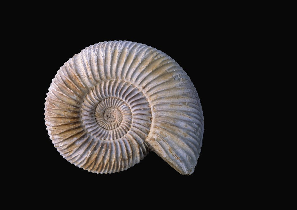 Detail of Ammonite Fossil by Anonymous