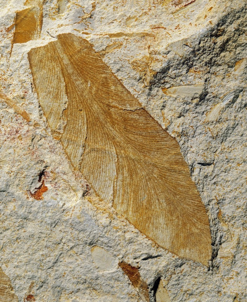 Detail of Fossil Leaf of Seed Fern by Corbis
