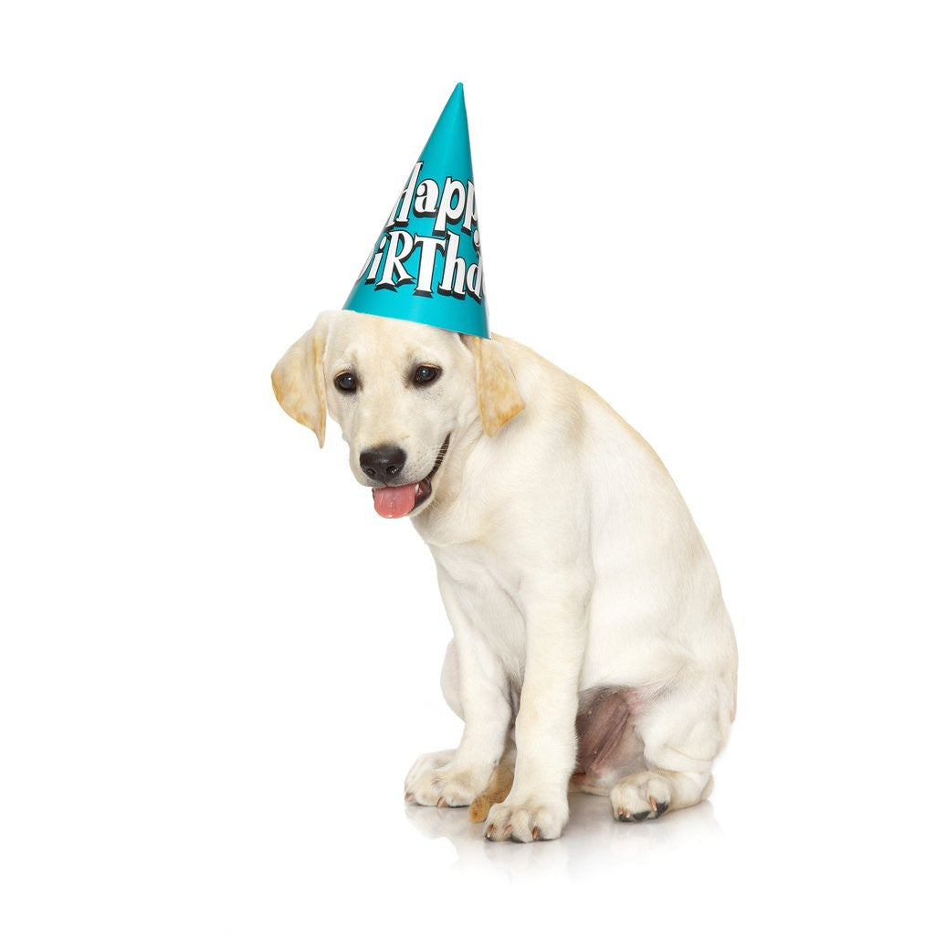 Detail of Lab Puppy Wearing Birthday Hat by Corbis