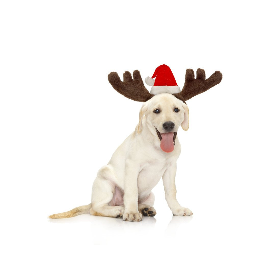 Detail of Lab Puppy Wearing Antlers by Anonymous