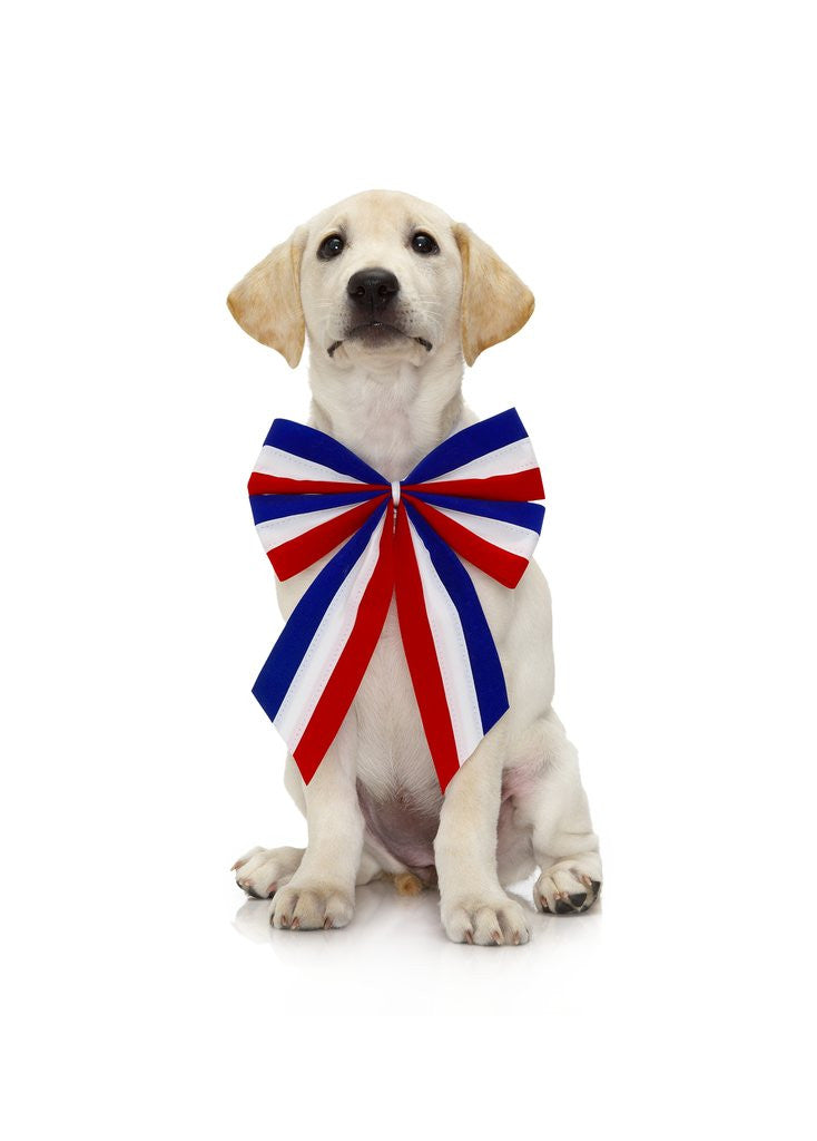 Detail of Lab Puppy Wearing Patriotic Bow Tie by Corbis