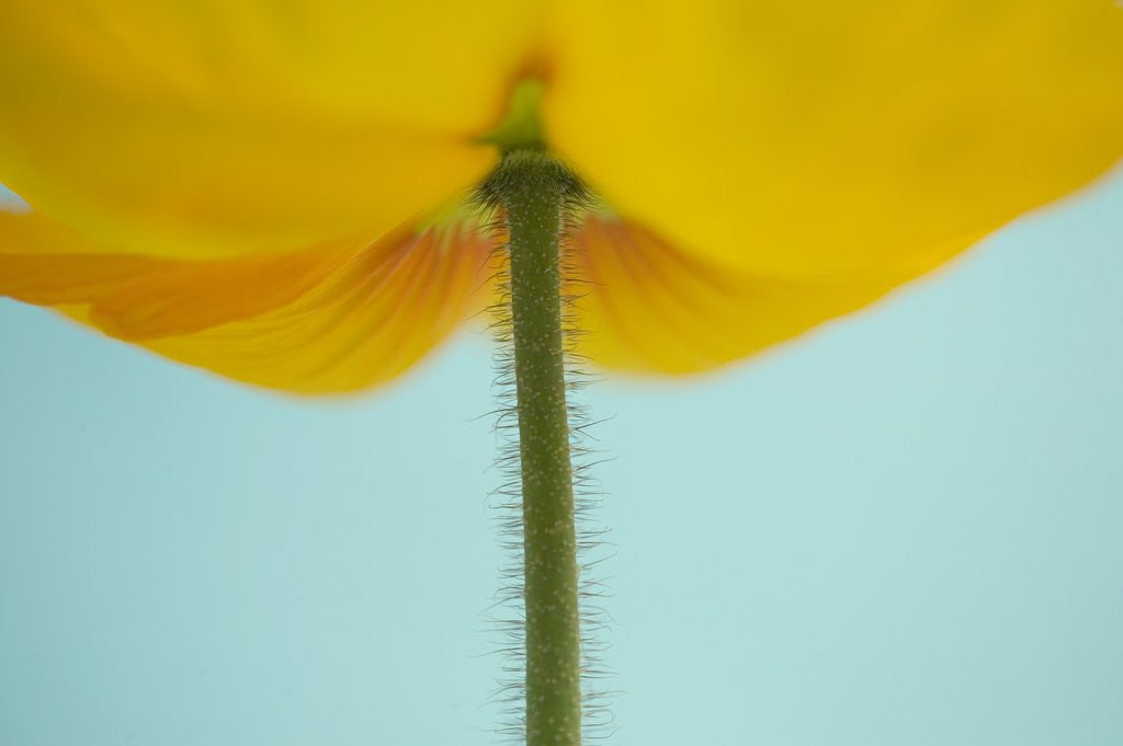 Detail of Flower with Hairy Stem by Anonymous