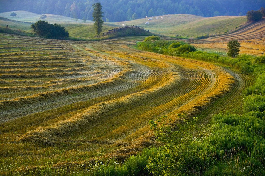 Detail of Trimmed Fields by Anonymous