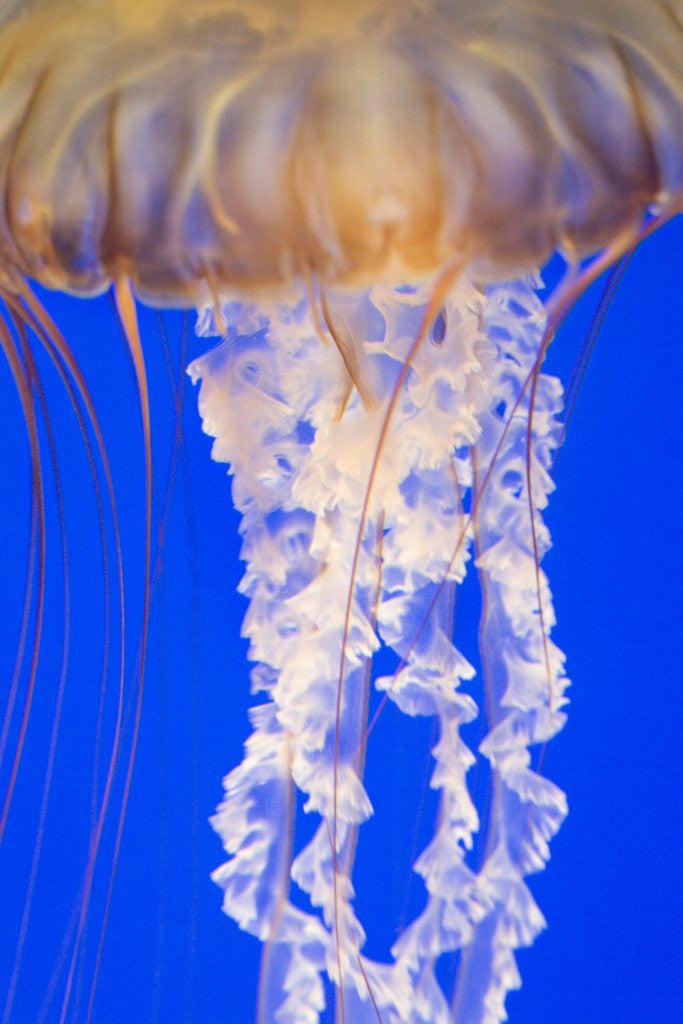 Detail of Jelly Fish by Anonymous