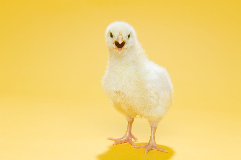 Detail of Chick by Anonymous