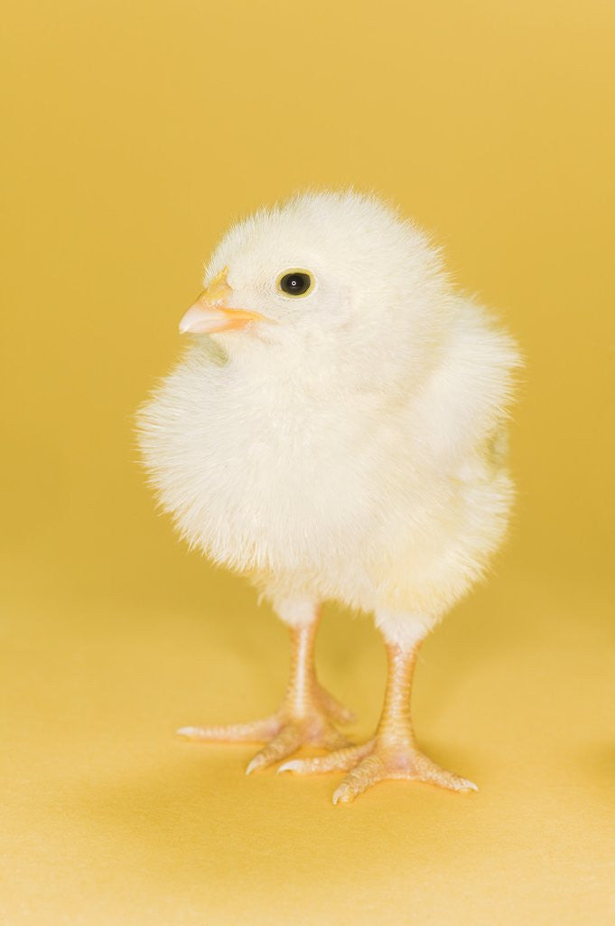 Detail of Chick by Anonymous