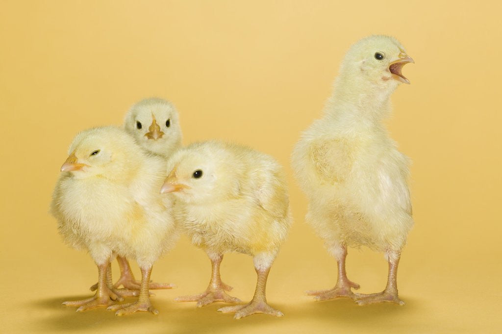 Detail of Chicks by Anonymous