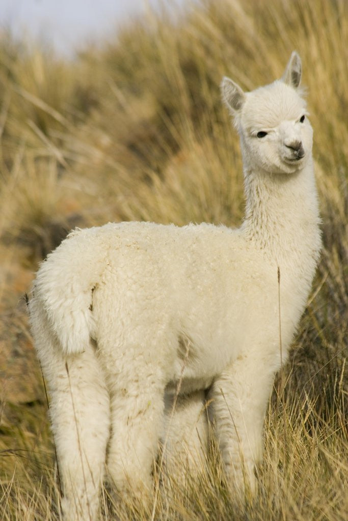 Detail of Baby Llama by Corbis