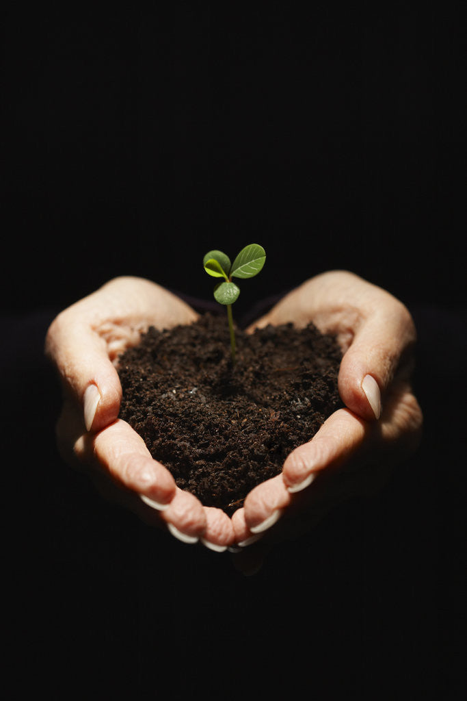 Detail of Seedling in Man's Hands by Anonymous