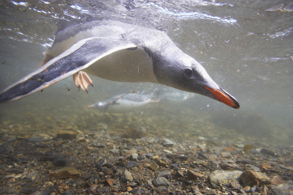 Detail of Gentoo Penguins Swimming on South Georgia Island by Anonymous