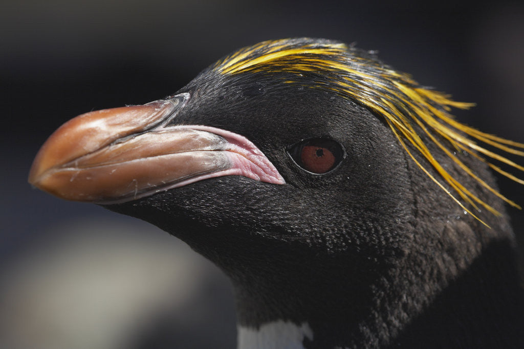 Detail of Macaroni Penguin on South Georgia Island by Anonymous