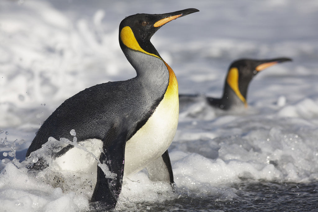 Detail of King Penguins in Surf on South Georgia Island by Corbis