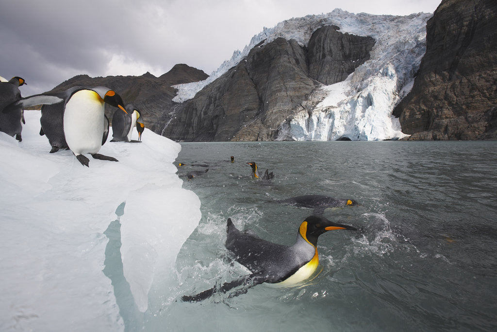 Detail of King Penguins on South Georgia Island by Anonymous