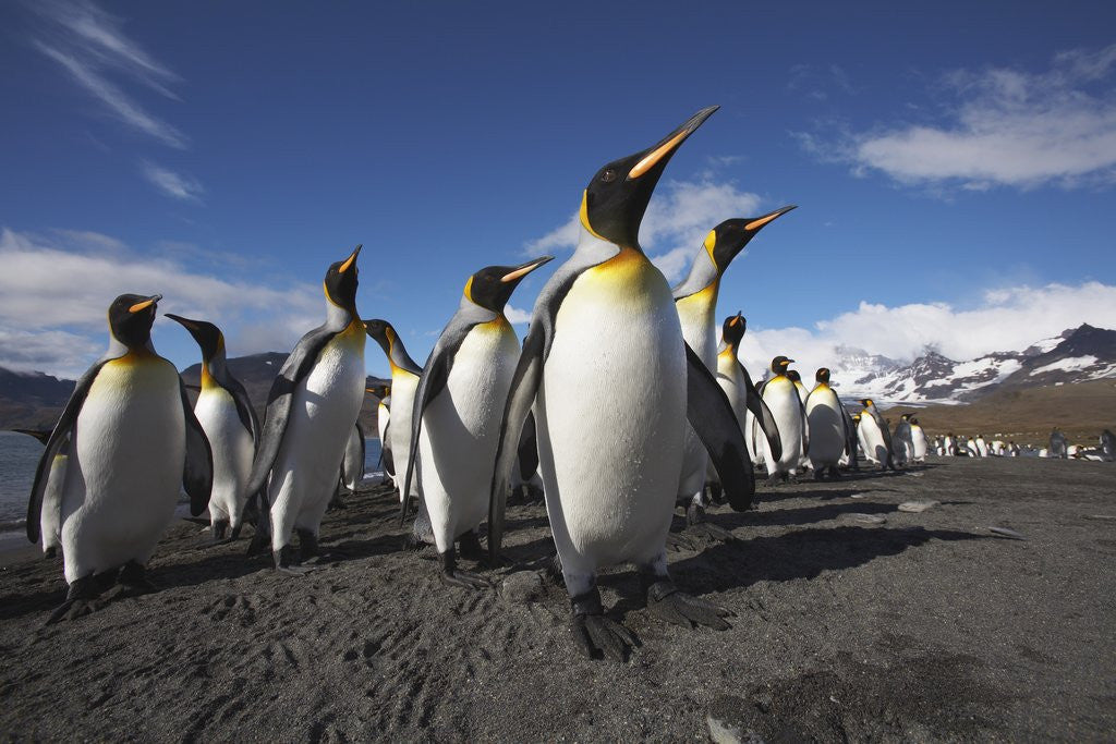 Detail of King Penguin Colony on South Georgia Island by Corbis